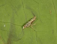 Argyresthia trifasciata