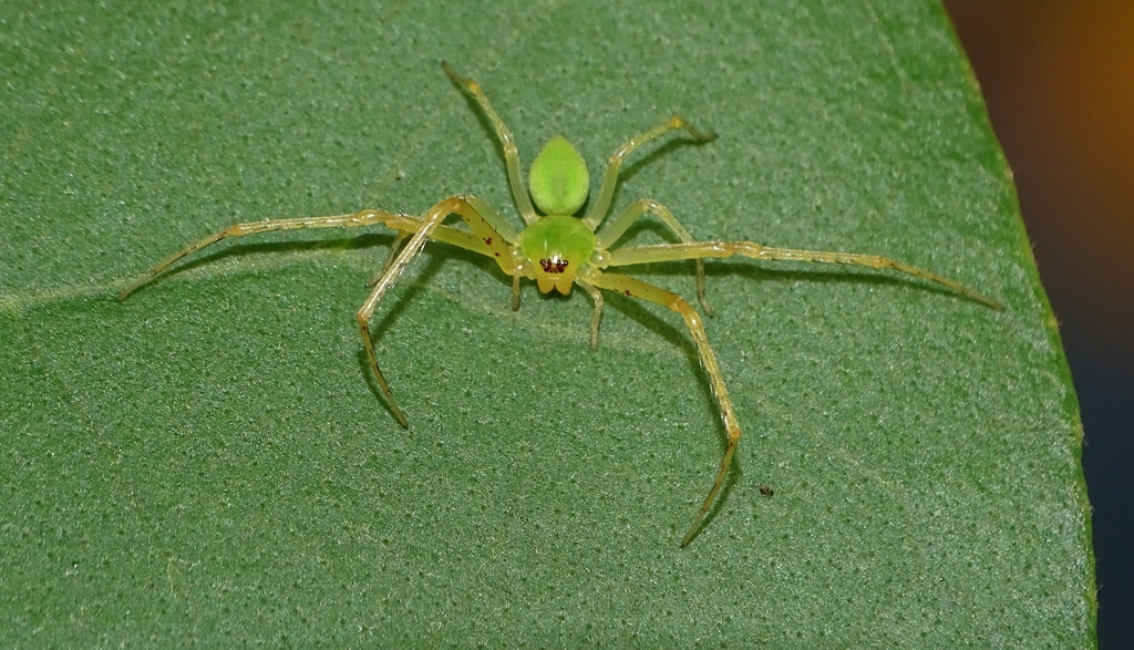 Crab and Running Crab Spiders from Kerala 688540, India on May 22, 2020