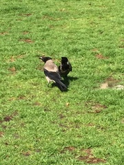 Corvus cornix