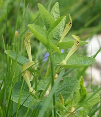 Aristolochia lutea
