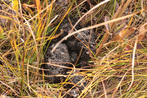 Black Bear sighting near Capital, BC