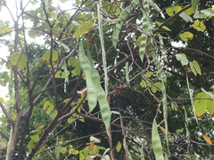 Bauhinia variegata candida