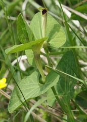 Aristolochia lutea