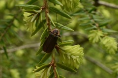 Atalantycha dentigera