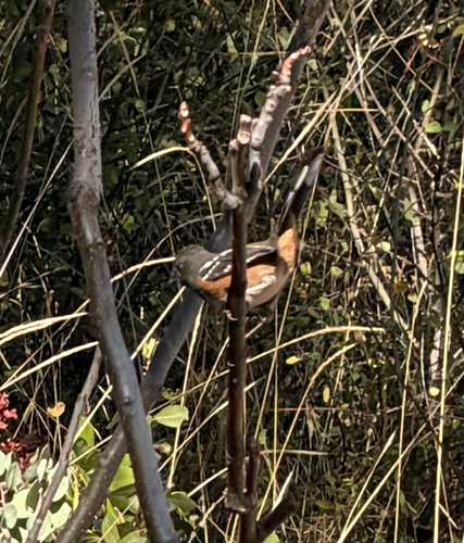 Spotted Towhee