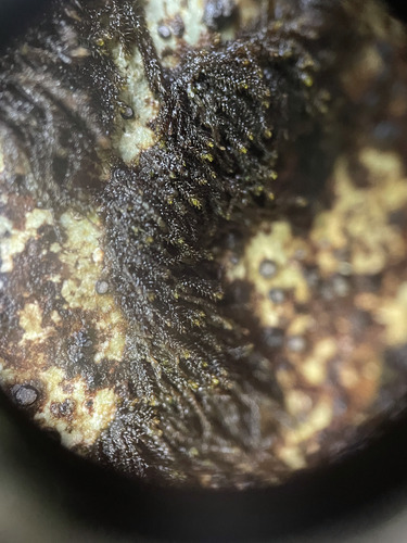 Andreaea rupestris observed 2026-09-26