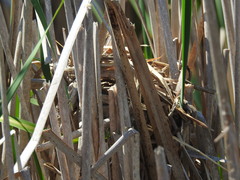 Cistothorus palustris