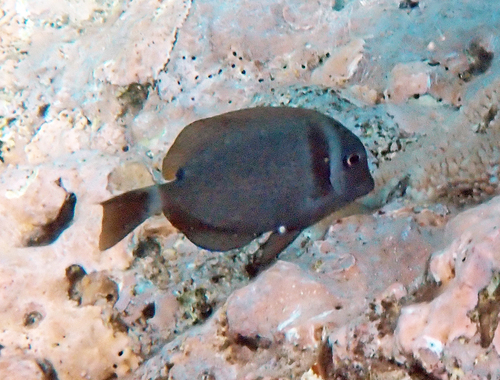 Acanthurus leucopareius observed 2026-09-28