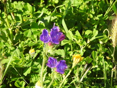 Echium plantagineum