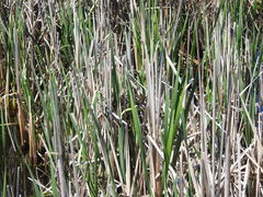 Cistothorus palustris