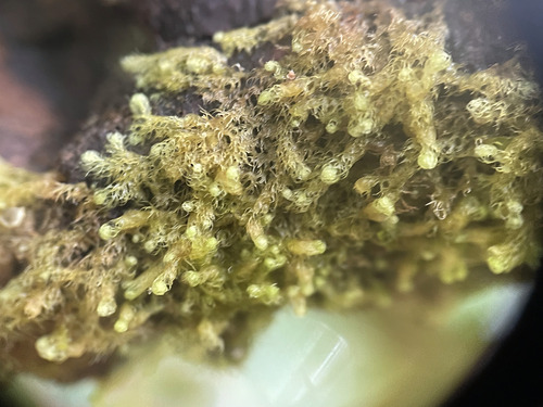 Ptilidium californicum observed 2026-09-26