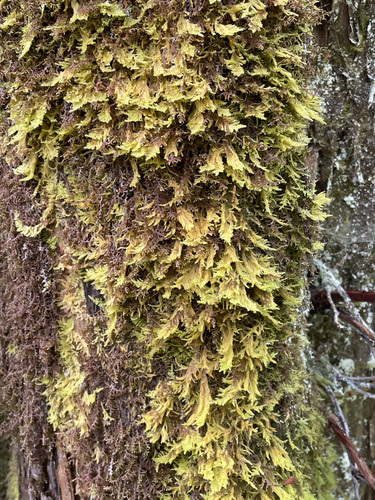 Stereodon subimponens observed 2026-09-26