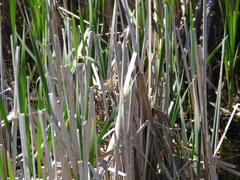 Cistothorus palustris