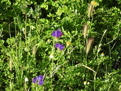 Echium plantagineum