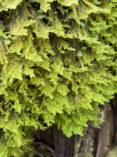 Stereodon subimponens observed 2026-09-26