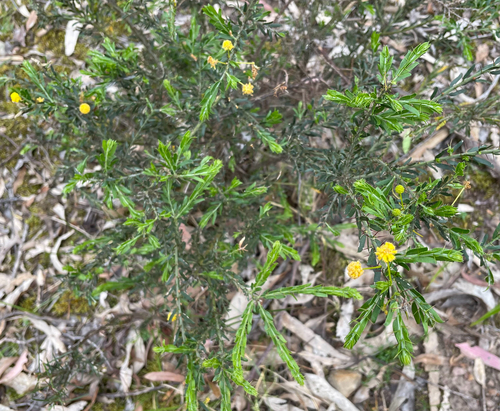 Kangaroo thorn