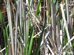 Cistothorus palustris