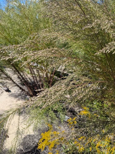 dogfennel