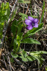 Viola gmeliniana