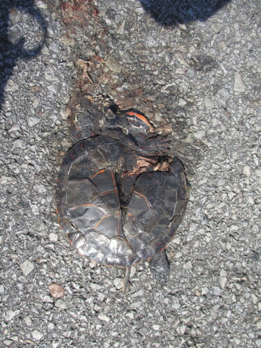Painted Turtle
