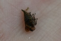 Telamonini