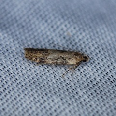 Chionodes mediofuscella