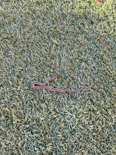 Pacific Gopher Snake