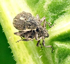 Rhinoncus leucostigma