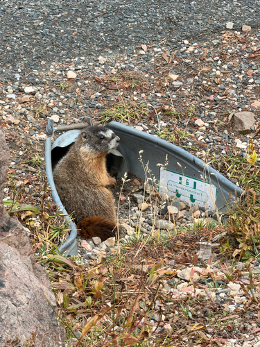 Yellow-bellied Marmot