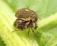 Rhinoncus leucostigma