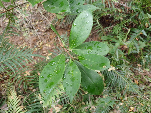 Symplocos cochinchinensis observed 2026-09-22