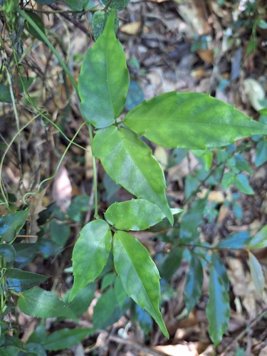 Tetrastigma dentatum observed 2026-09-26