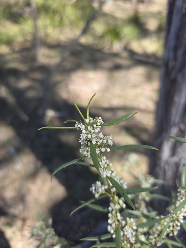 Logania albiflora observed 2026-09-30