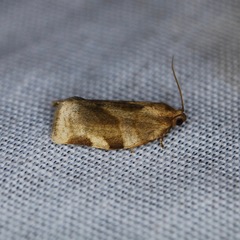 Choristoneura fractivittana