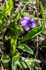 Viola gmeliniana