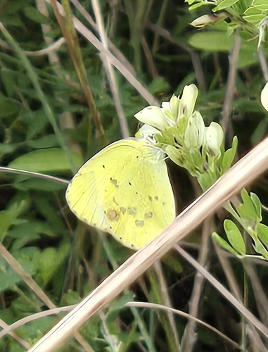 Little Yellow