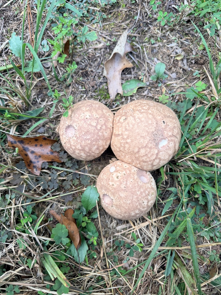 Purple-spored Puffball · September 2026 · photo: Photo: no rights reserved · iNaturalist