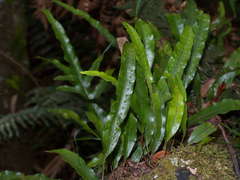 Microsorum pustulatum pustulatum