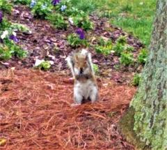 Sciurus carolinensis