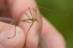 Apterobittacus apterus