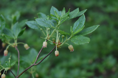 Rhododendron pilosum