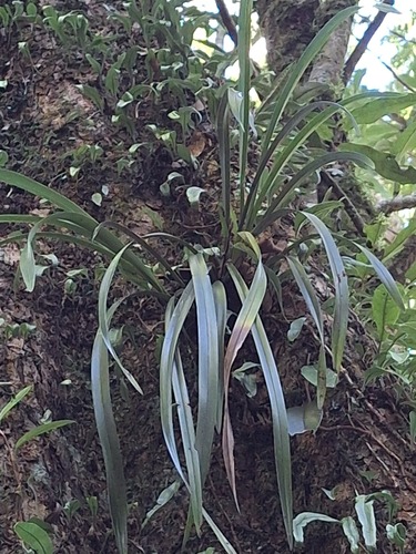 Cymbidium floribundum observed 2026-09-26