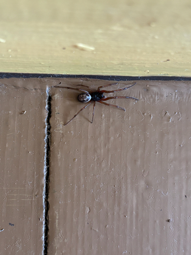Noble False Widow