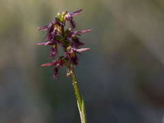 Genoplesium morrisii