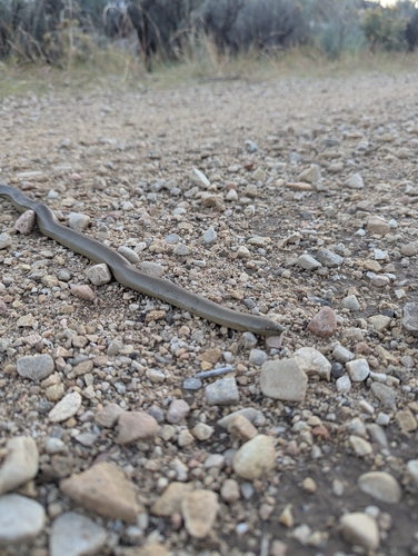 Northern Rubber Boa