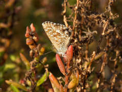 Theclinesthes serpentata serpentata