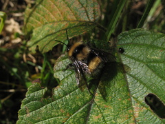 Bombus hortulanus