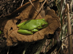Dendropsophus molitor