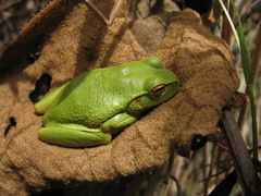 Dendropsophus molitor