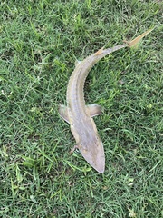 Scaphirhynchus platorynchus